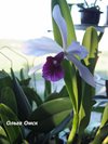 laelia purpurana 